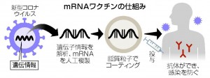 mRNAワクチンの仕組み